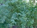 Butterfly Japanese Maple